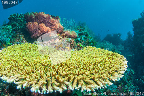 Image of Underwater coral, fish, and plants in Bali