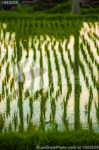 Image of Flooded rice field