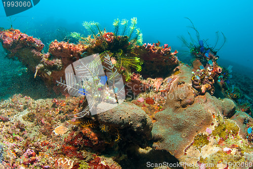 Image of Underwater coral, fish, and plants in Bali