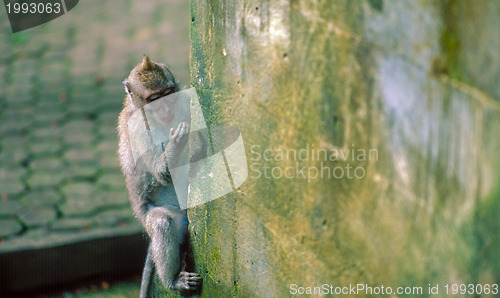 Image of Macaque monkey on wall