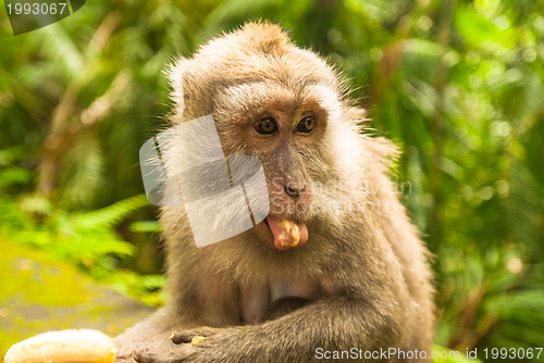 Image of Balinese monkey with banana