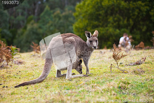 Image of Kangaroo