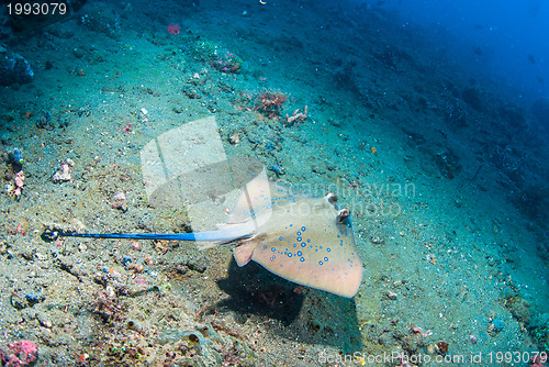 Image of Blue spotted stingray