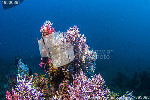 Image of Underwater coral, fish, and plants in Bali