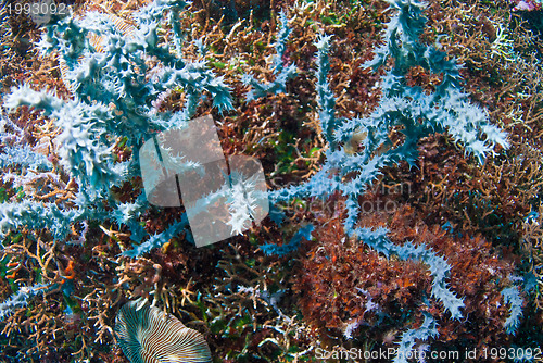 Image of Underwater coral, fish, and plants in Bali