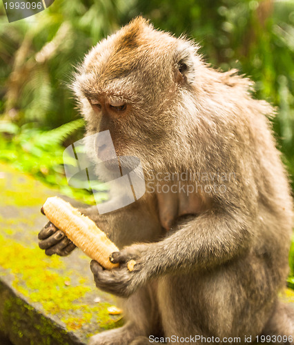 Image of Balinese monkey with banana