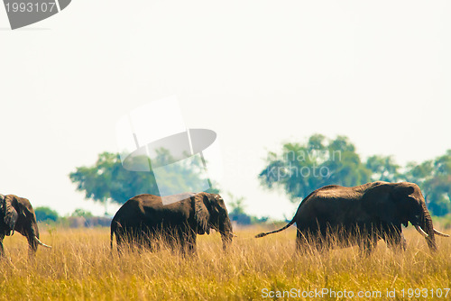 Image of Two elephants wilking in grass