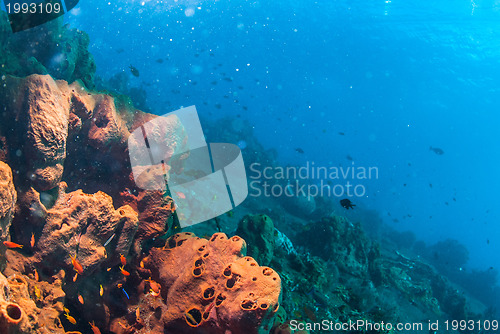 Image of Underwater coral, fish, and plants in Bali