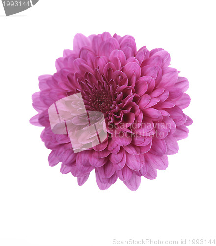 Image of Purple Mum Flower