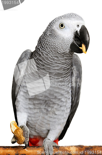 Image of African Grey Parrot