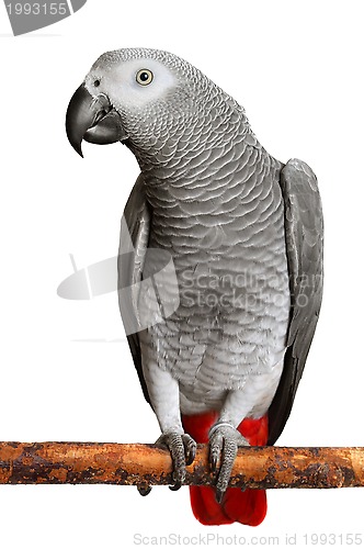 Image of African Grey Parrot 