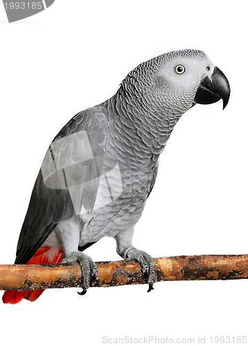 Image of African Grey Parrot