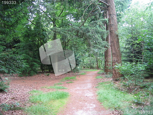 Image of path in forest