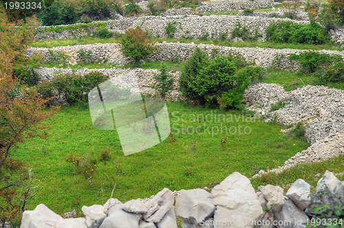 Image of Sheep pasture, Croatia