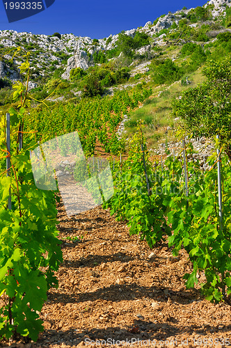 Image of Vineyards, Croatia