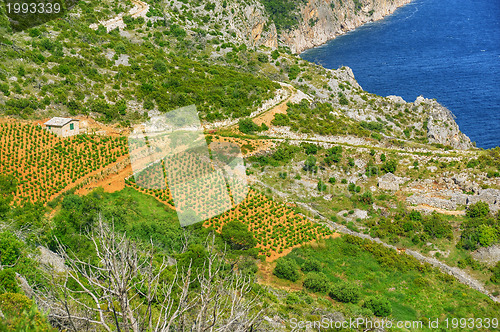 Image of Vineyards, Croatia