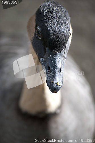 Image of Goose