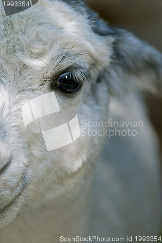 Image of White Lama