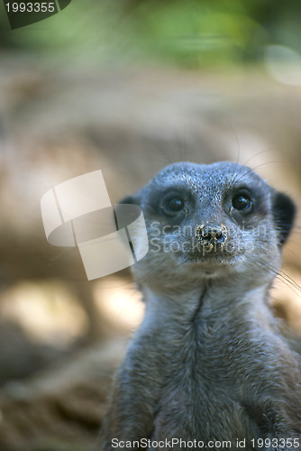 Image of Meerkat