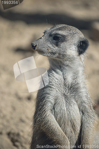 Image of Meerkat