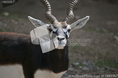 Image of  Male blackbuck