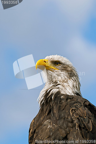 Image of Bald Eagle