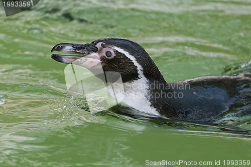Image of Humboldt Penguin 