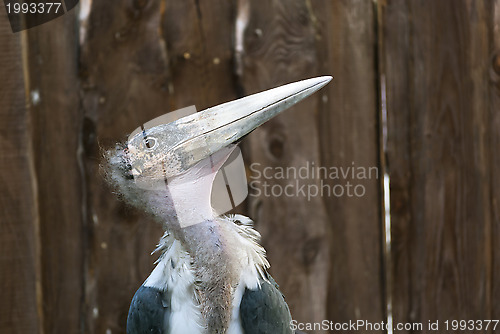 Image of Marabou
