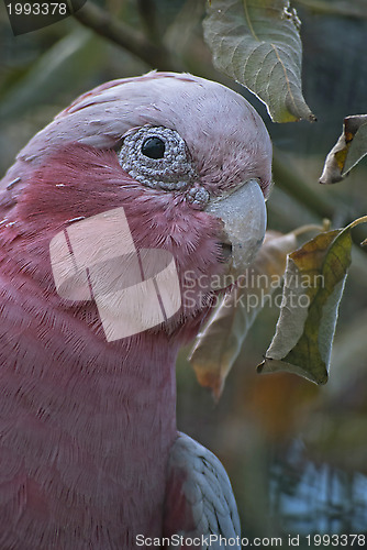 Image of Galah