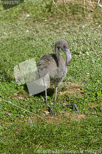 Image of Flamingo Baby