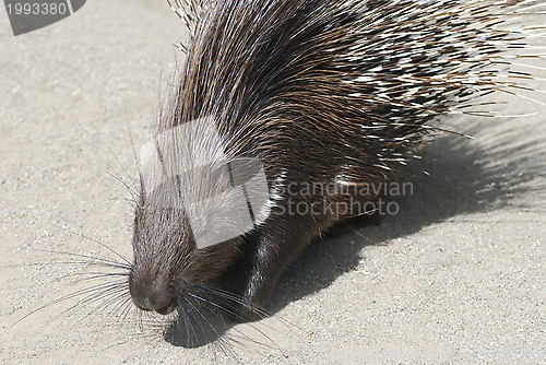 Image of Indian Crested Porcupine