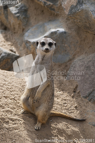 Image of Meerkat