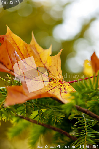 Image of Autumn