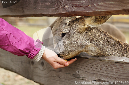 Image of feeding deers at a farm