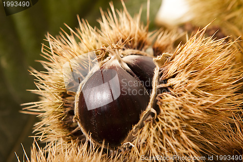 Image of Chestnuts