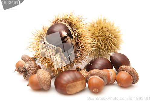 Image of Chestnuts and acorns