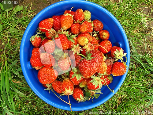 Image of Basket of fresh strawberries  