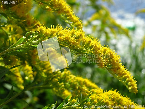 Image of Plant with yellow flowers