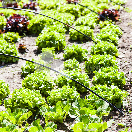 Image of Vegetable Garden