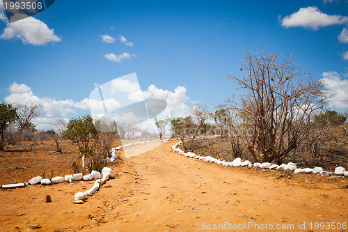 Image of Savana road