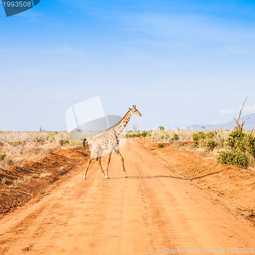 Image of Free Giraffe in Kenya