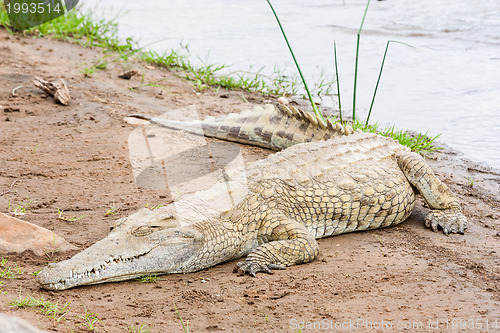 Image of Kenian crocodiles