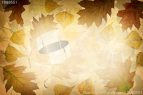 Image of Autumn leaves background