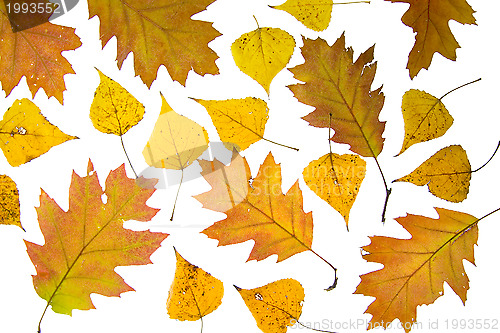 Image of Autumn leaves background