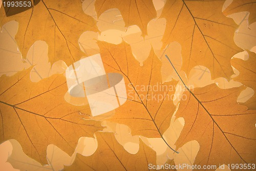 Image of Autumn leaves background