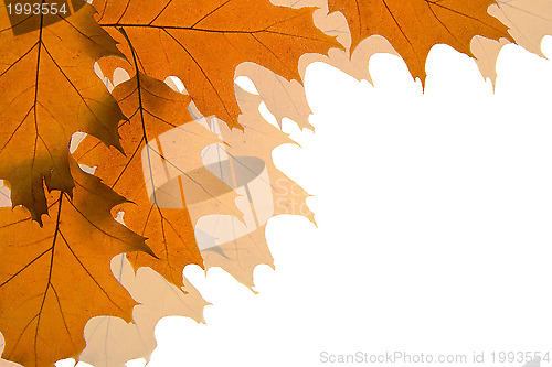 Image of Autumn leaves background