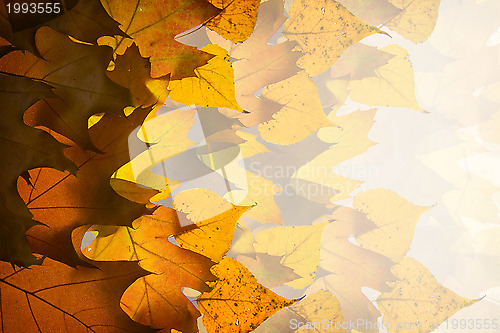 Image of Autumn leaves background