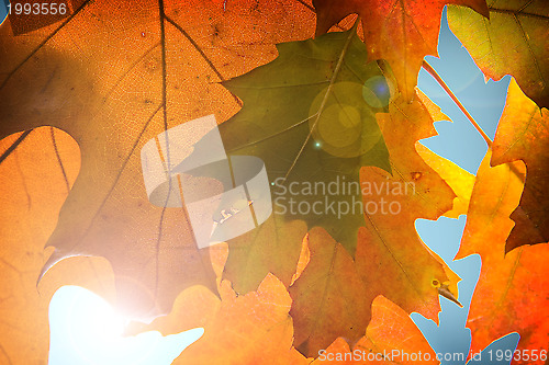 Image of Autumn leaves background