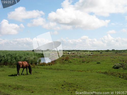 Image of horses at Schiermonnikoog