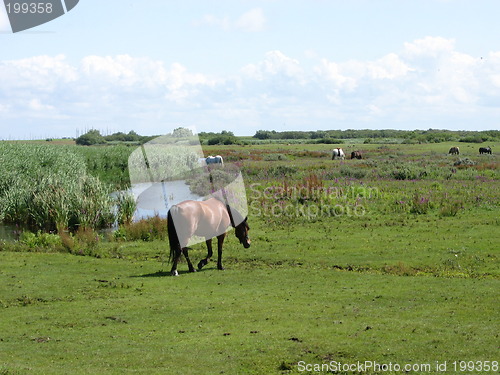 Image of horses on field